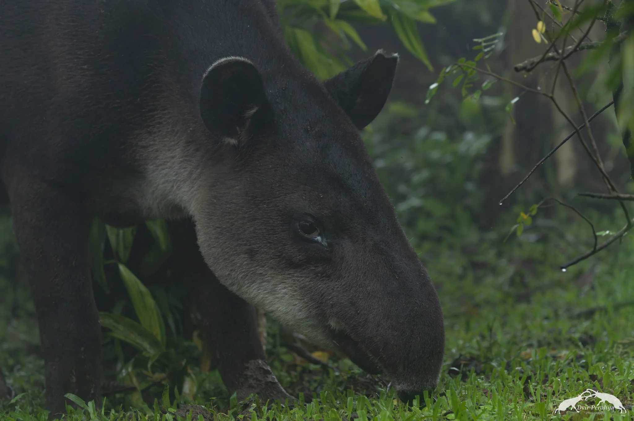 Tapir, Tenorio Volcano